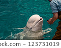 Beluga whale in the aquarium 123731019