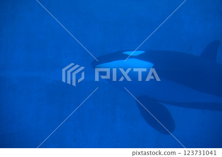 Aquarium Aquarium 123731041