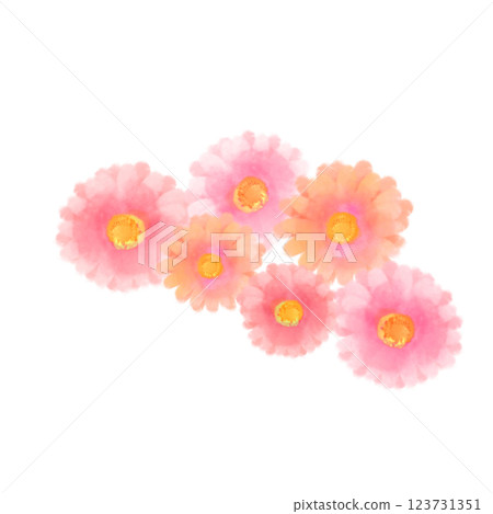 可愛的水彩風格粉紅非洲菊插畫 123731351