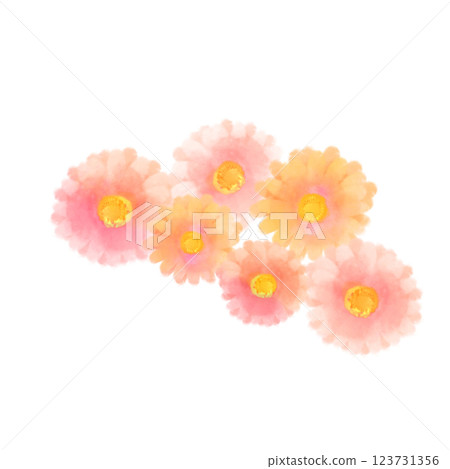 可愛的水彩風格粉紅非洲菊插畫 可愛的水彩風格粉紅非洲菊插畫 123731356