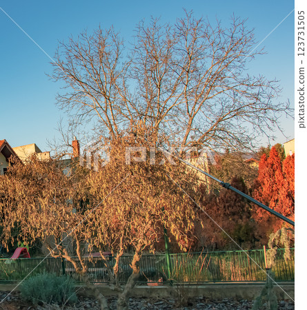 Pruning the hazel tree Corylus avellana with high-altitude pruning shears. 123731505