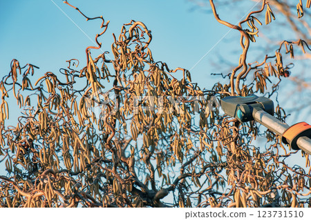 Pruning a hazel tree Corylus avellana with pruning shears against a blue sky. 123731510