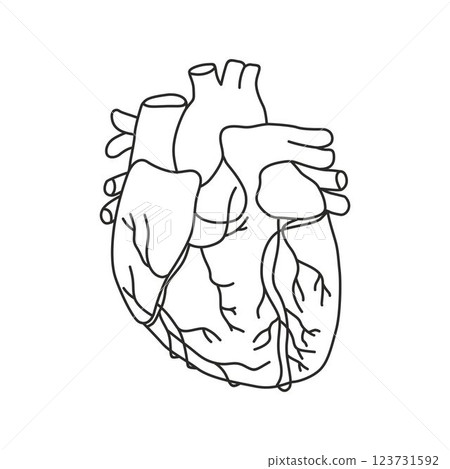 human heart shape drawn with lines with branching arterial pathways, icon of human internal organs 123731592