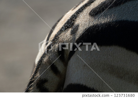 Zebra Stripes Closeup Texture Wildlife: Detailed image showcasing a zebra's coat texture; likely zoo or safari setting; illustrating natural pattern; for educational artistic purposes. Zebra Stripes Closeup Texture Wildlife: Detailed image showcasing a zebra's coat texture; likely zoo or safari setting; illustrating natural pattern; for educational artistic purposes. 123731680