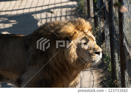 Lion Zoo Enclosure Animal - A lion stands by a fence in a zoo enclosure. Lion Zoo Enclosure Animal - A lion stands by a fence in a zoo enclosure. 123731682