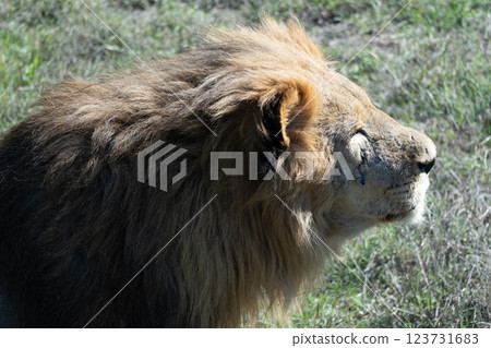 Lion, Africa, Wildlife - Close-up of a majestic lion in the wild, showcasing its powerful presence and captivating gaze. Lion, Africa, Wildlife - Close-up of a majestic lion in the wild, showcasing its powerful presence and captivating gaze. 123731683