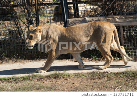 Lion Walking Zoo Enclosure - A female lion walks along a concrete path inside a zoo enclosure. 123731711