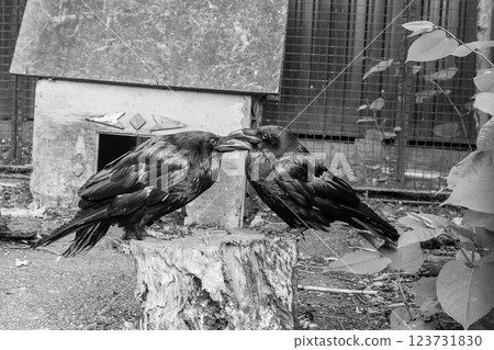 Beautiful black crows sit on a stump 123731830