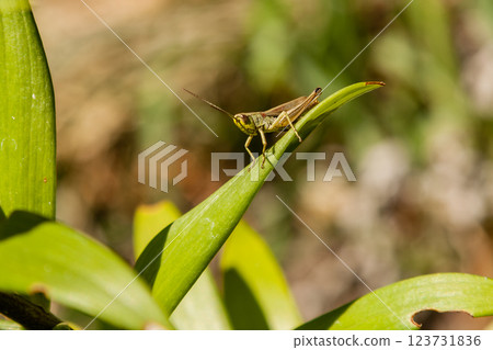 Green grasshopper sitting on green leaf Green grasshopper sitting on green leaf 123731836