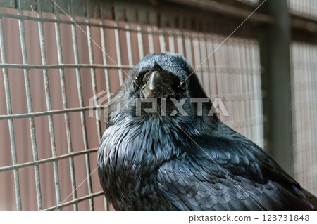 Big Black Raven sitting on a close-up branch Big Black Raven sitting on a close-up branch 123731848