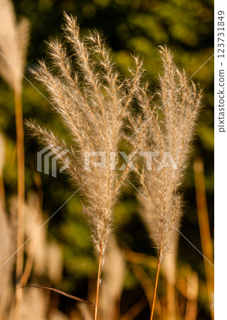 Autumn ears in a close-up field Autumn ears in a close-up field 123731849