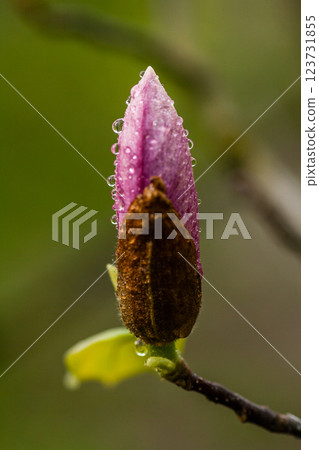Macro blooming magnolia on a branch Macro blooming magnolia on a branch 123731855