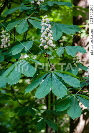 Macro of flowering branch with chestnut leaves 123731863