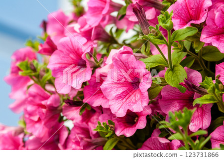 Beautiful petunia flowers with drops of water after a rain 123731866