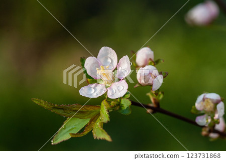 Flowering shrubs of white flowers with green leaves 123731868