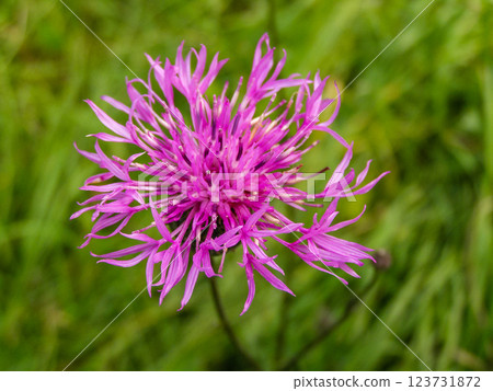 Flowering cornflower in summer Flowering cornflower in summer 123731872