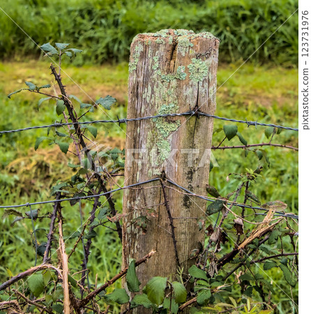 wooden fence post wooden fence post 123731976