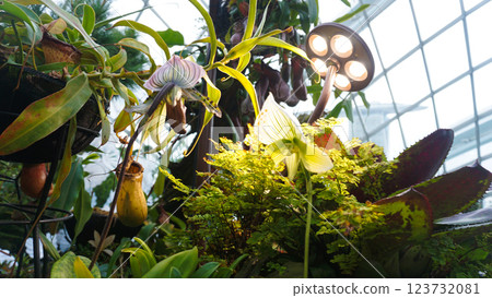 A close-up view of a group of pitcher plants, a type of carnivorous plant 123732081