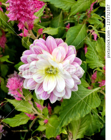 Closeup on half-pint dahlia flower in variegated red and yellow petals. Bright outdloor light 123732107