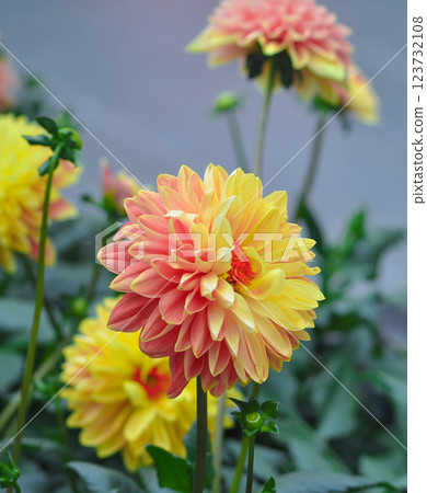 Dahlia. Flower on a white isolated background with clipping path. For design. Closeup. 123732108