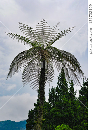 Cyathea australis images. Sphaeropteris glauca in the forest Cyathea australis images. Sphaeropteris glauca in the forest 123732109
