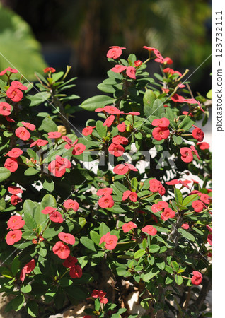 Close up Crown of Thorns, Christ Thorn flower with leaves. or Scientific name Euphorbia milii Des Moul Close up Crown of Thorns, Christ Thorn flower with leaves. or Scientific name Euphorbia milii Des Moul 123732111