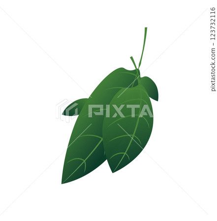 Green Leaf Vector Illustration Minimalist 123732116