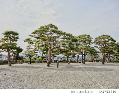 Pine of Kochi Castle Pine of Kochi Castle 123733149