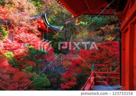 Colorful autumn maple garden by pagoda of Bishamondo, Kyoto 123733158