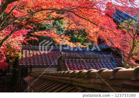 Colorful maple leaves over Kyoto Bishamondo temple roof at fall Colorful maple leaves over Kyoto Bishamondo temple roof at fall 123733160
