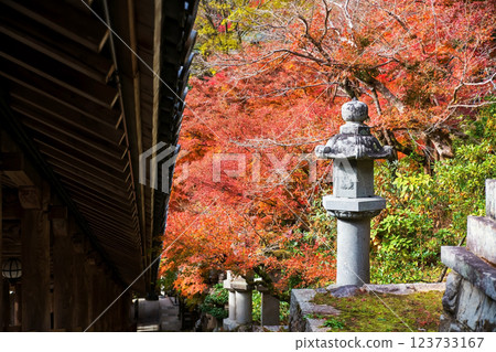 Lantern by Corridor with autumn maple garden of Hasedera Temple, Nara 123733167