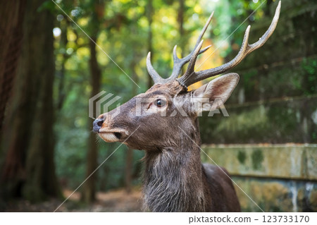Deer with beautiful antler by  Kasuga Grand Shrine and forest, Nara 123733170