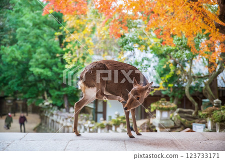 Deer scratching face by back leg at Kasuga Grand Shrine at fall, Nara 123733171
