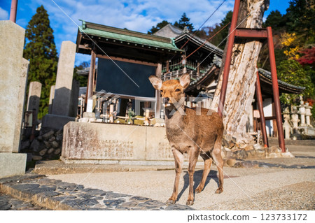 Portrait of deer at Todaiji Nigatsudo temple in autumn, Nara 123733172