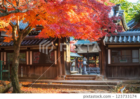 Tamukeyama Hachimangu Shrine by colorful maple leaves, Nara Tamukeyama Hachimangu Shrine by colorful maple leaves, Nara 123733174