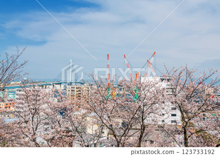 pink sakura blossom with aratsu bridge and city bay view, Fukuoka pink sakura blossom with aratsu bridge and city bay view, Fukuoka 123733192