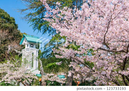Pink sakura blossom by tower at springtime, Nishi park, Fukuoka Pink sakura blossom by tower at springtime, Nishi park, Fukuoka 123733193