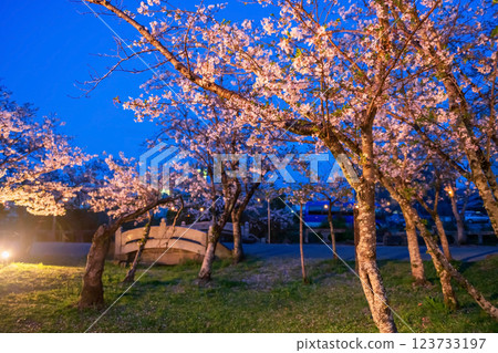 Pink sakura blossom light up in Mihashira Shrine park, Yanagawa 123733197