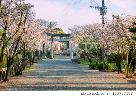 Sakura blossom tunnel at torii gate of Mihashira Shrine, Yanagawa 123733198