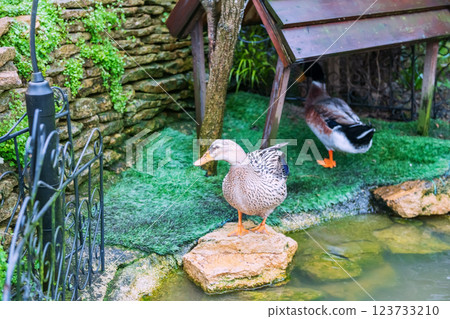 Two ducks at little house and rock by pond of Yufuin Floral Village Two ducks at little house and rock by pond of Yufuin Floral Village 123733210