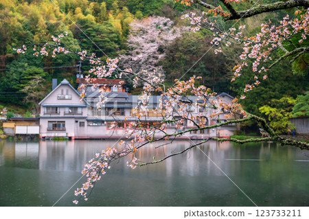 Sakura blossom of cherry tree branch by Kinrin Lake, Yufuin 123733211