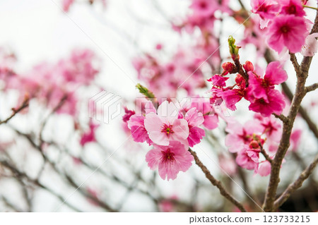 kawazu pink sakura blooming of cherry tree, mt. Aso, Kumamoto kawazu pink sakura blooming of cherry tree, mt. Aso, Kumamoto 123733215
