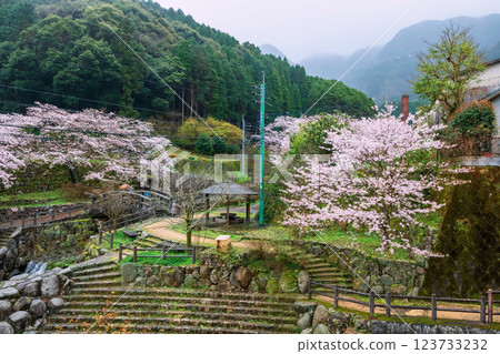 cherry sakura blossom at spring, Okawachiyama village, Imari, Saga cherry sakura blossom at spring, Okawachiyama village, Imari, Saga 123733232