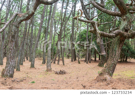 Pine tree forest or Niji no Matsubara grove in Karatsu, Saga 123733234