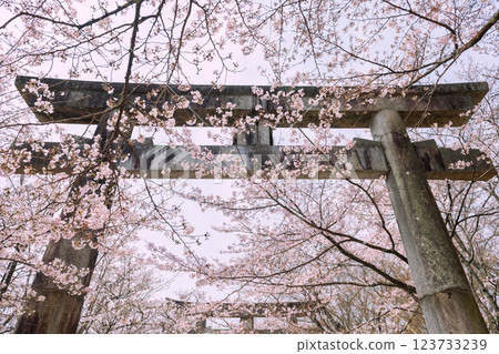 Torii gate and pink cherry tree tunnel at Homangu Kamado, Dazaifu 123733239
