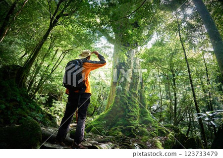 Back view of a man enjoying trekking in the forest 123733479