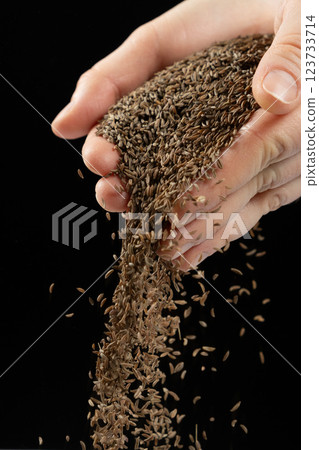 Hands pouring natural seasoning whole cumin seeds on a black background Hands pouring natural seasoning whole cumin seeds on a black background 123733714