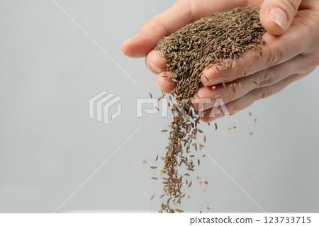 Hands pouring natural seasoning whole cumin seeds, copy space for text 123733715