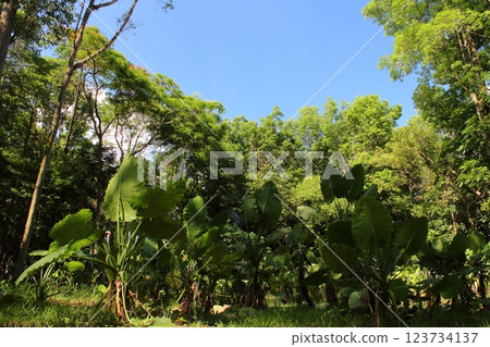 Sunway Forest 123734137