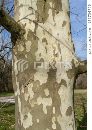 Plane tree trunk Plane tree trunk 123734796